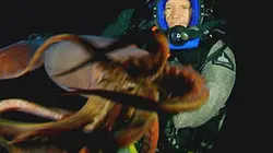 Mission monstres marins Plongée avec le calamar géant