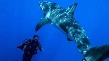 Plongée avec le grand requin blanc