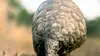 Mission pangolin : Retour à la vie sauvage