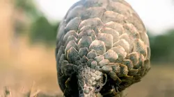 Visuel de Mission pangolin : Retour à la vie sauvage