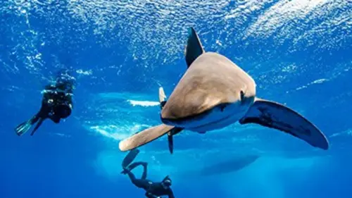 Mission Pôle Nord Pôle Sud L'île aux requins