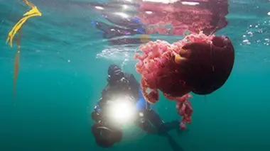 La péninsule de Basse-Californie