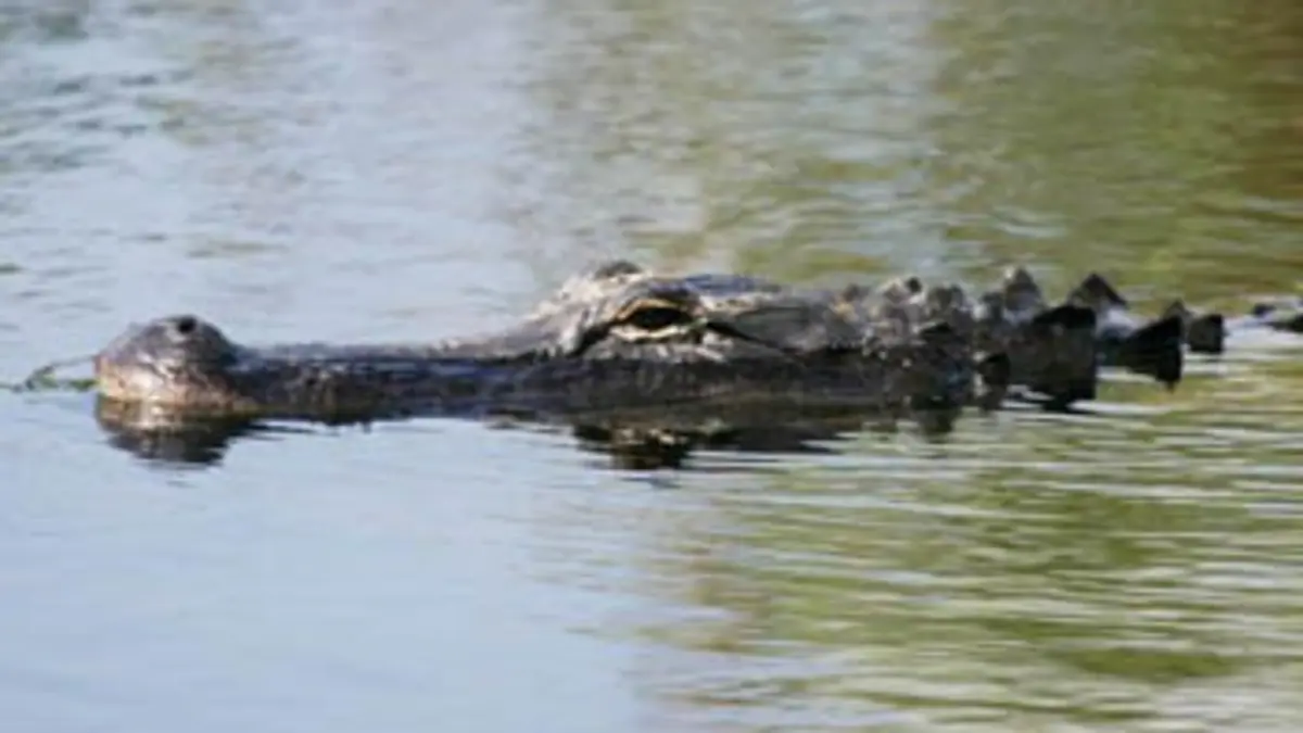 Mission prédateurs Les crocodiles
