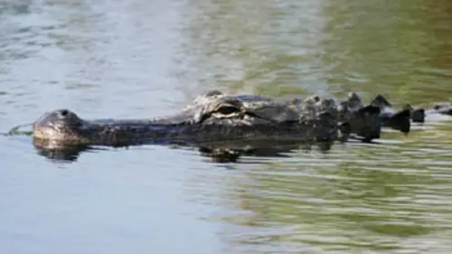 Mission prédateurs Les crocodiles