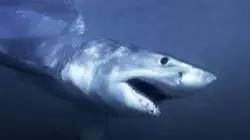 Visuel de Mission : «prédateurs»