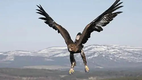 Mission prédateurs Les oiseaux de proie