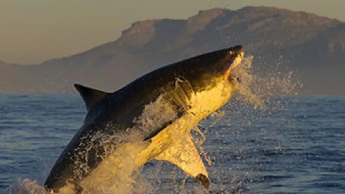 Mission prédateurs Requins et raies