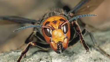 Guêpes et araignées