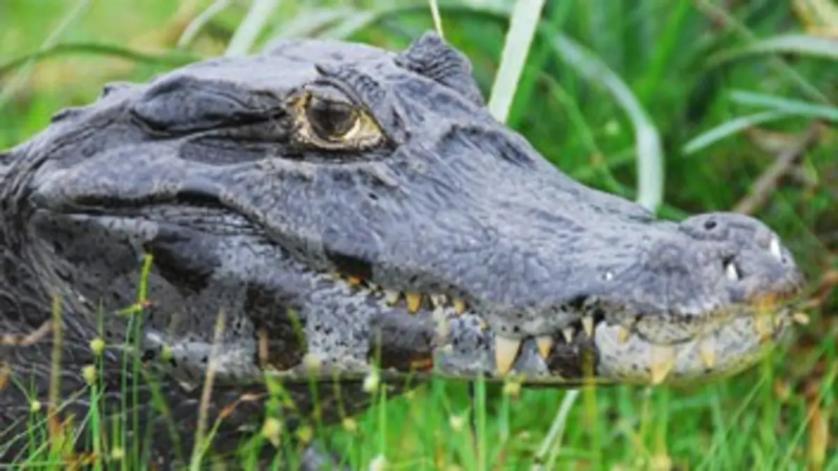 Mission prédateurs Les crocodiles