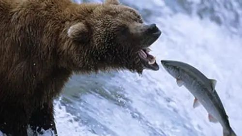 Mission prédateurs Les ours