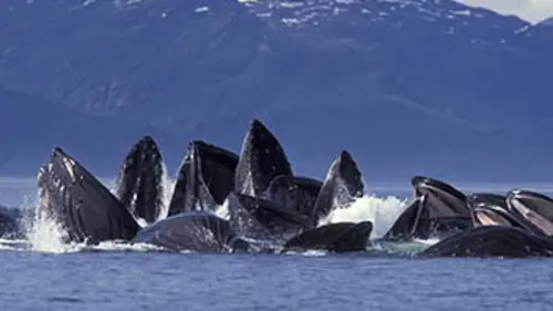Mission prédateurs Baleines et dauphins