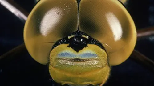 Mission prédateurs Les chasseurs des airs