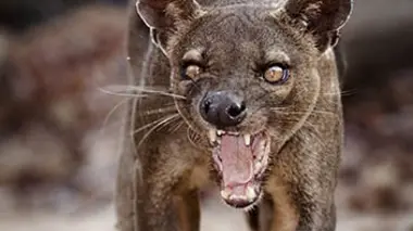 Les chasseurs de la forêt