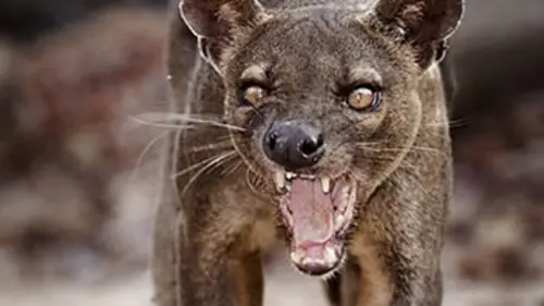Mission prédateurs Les chasseurs de la forêt