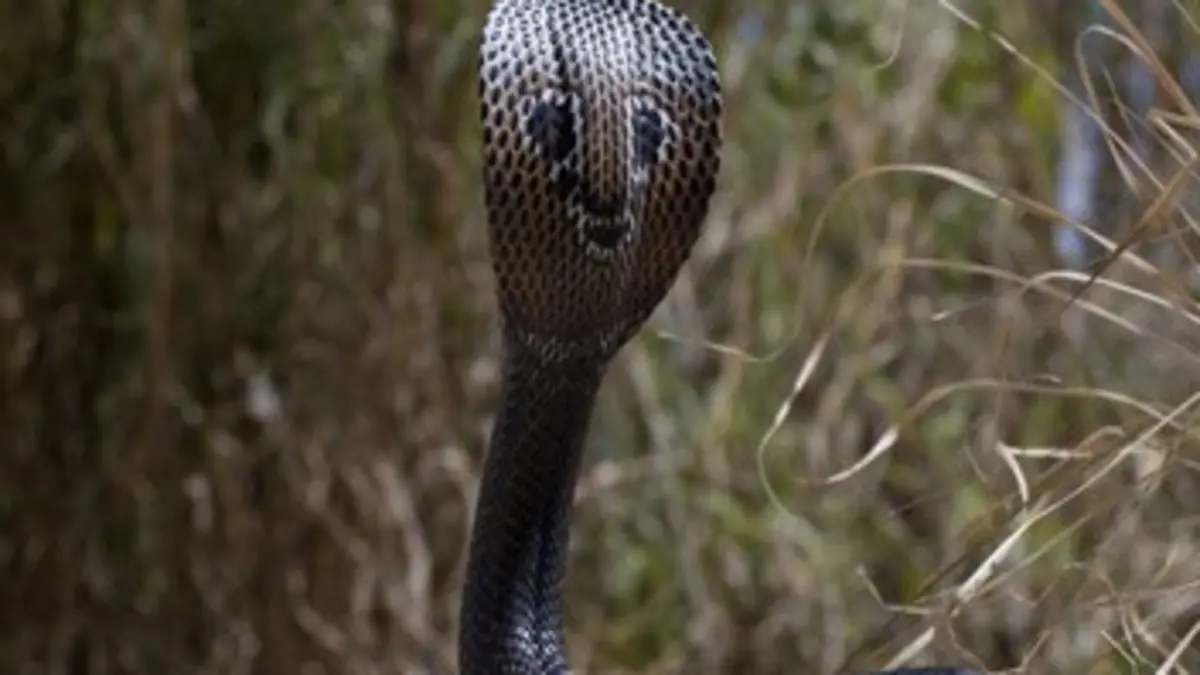 Mission : prédateurs - Top dix Savoir se défendre