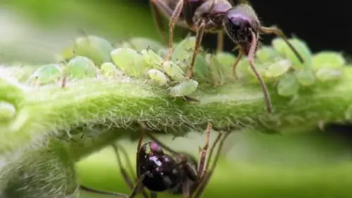 Mission : prédateurs - Top dix Attaques en masse