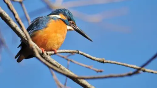 Mission : prédateurs - Top dix Maîtres des airs