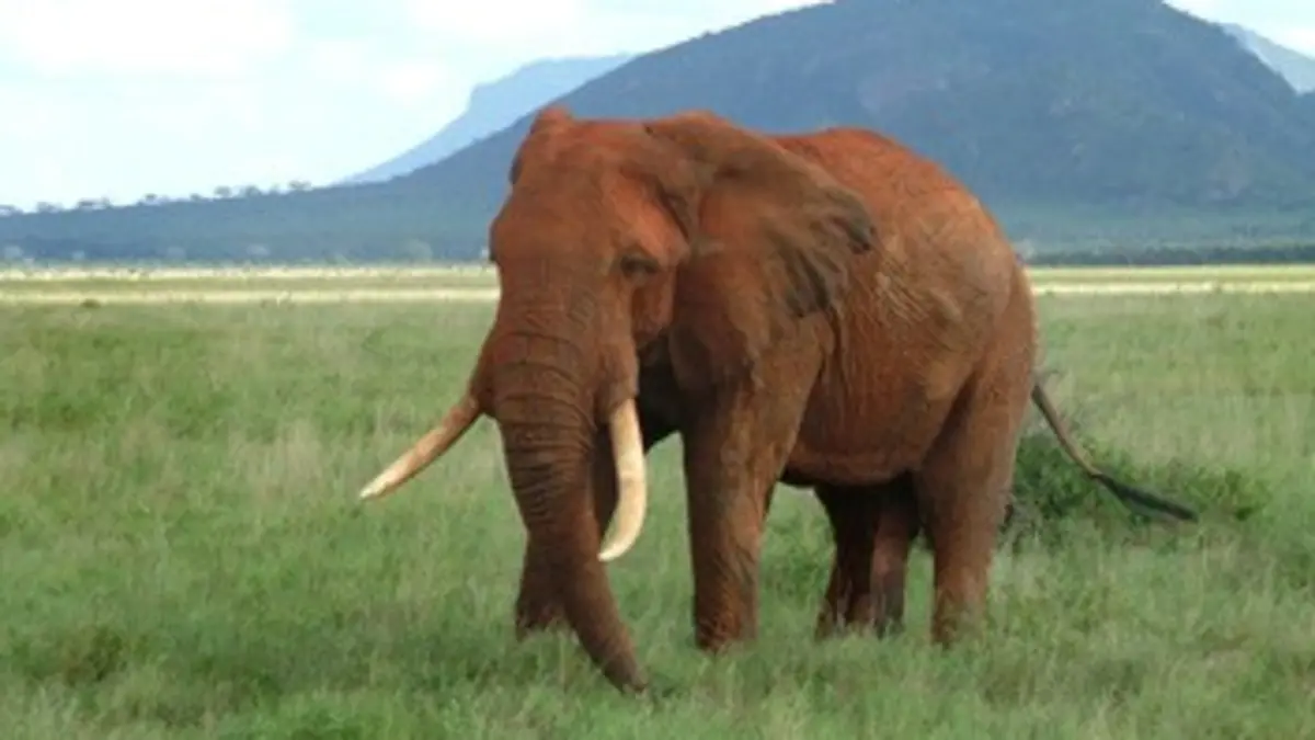 Mission : prédateurs - Top dix Armes meurtrières