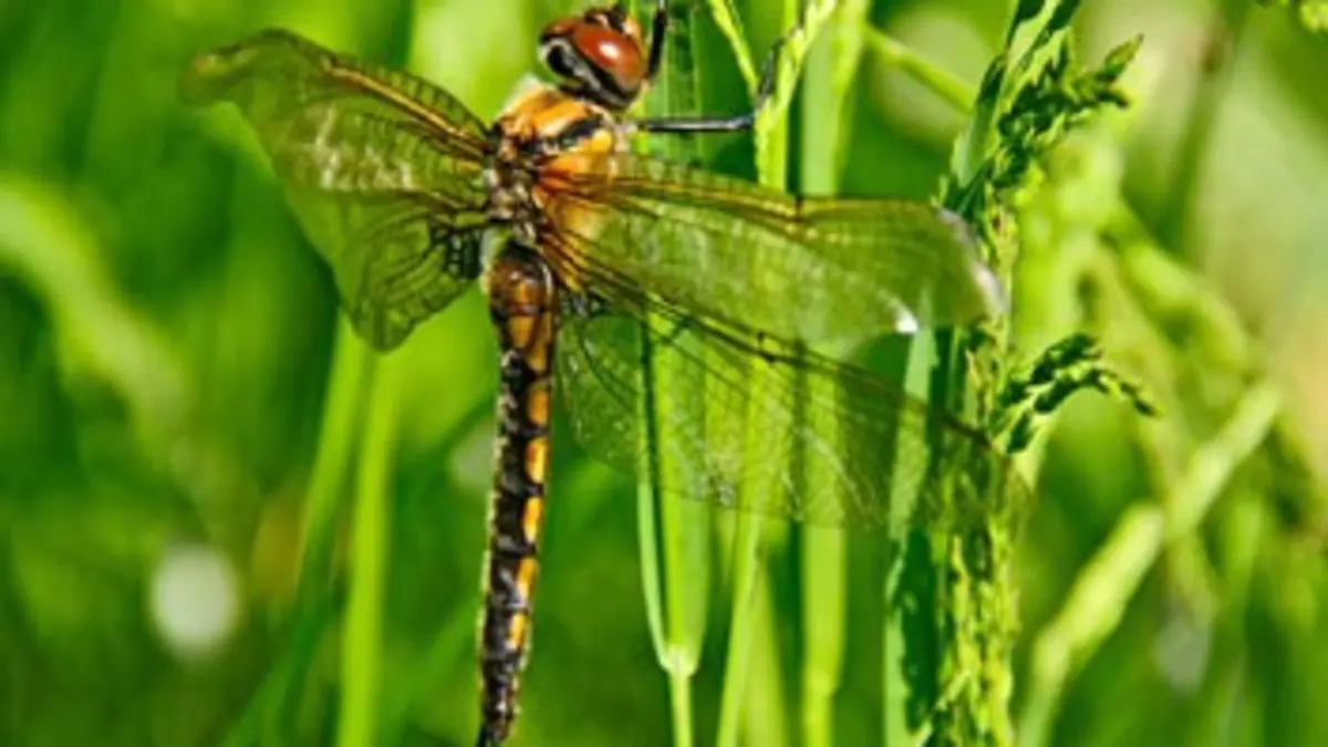 Mission : prédateurs - Top dix Rapides comme l'éclair