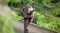 Mission : sauver le monde sauvage