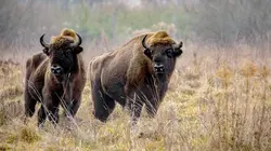 Mission : sauver le monde sauvage