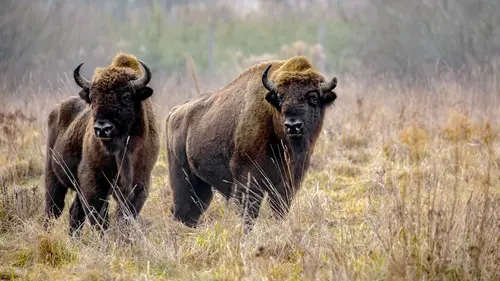 Mission : sauver le monde sauvage