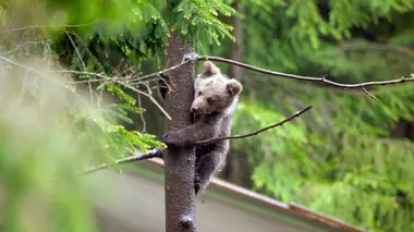 Les pistes de l'espoir
