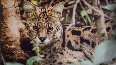 En route vers la liberté