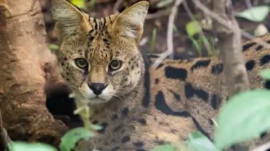 Du plus petit au plus grand