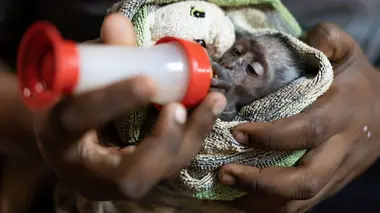 Mission sauvetage au Malawi S01E02 La folie des singes