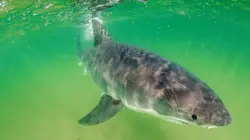 Mission spéciale  Au secours des requins