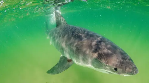 Mission spéciale Au secours des requins