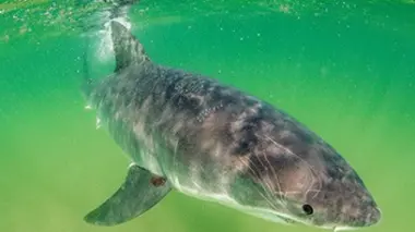 Au secours des requins