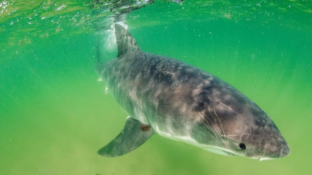 Visuel de Mission spéciale Au secours des requins