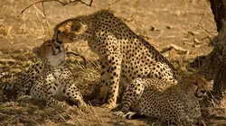 Namibie sauvage E02 Guépards