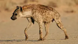 Namibie sauvage E04 Lycaons et hyènes