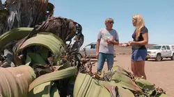 Namibie sauvage E02 Guépards