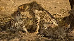 Namibie sauvage E02 Guépards