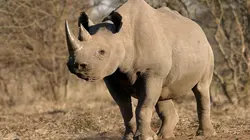 Namibie sauvage E03 Rhinocéros et zèbres