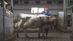 Mjólk, la guerre du lait