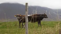 Mjólk, la guerre du lait