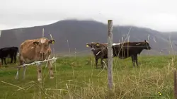 Mjólk, la guerre du lait