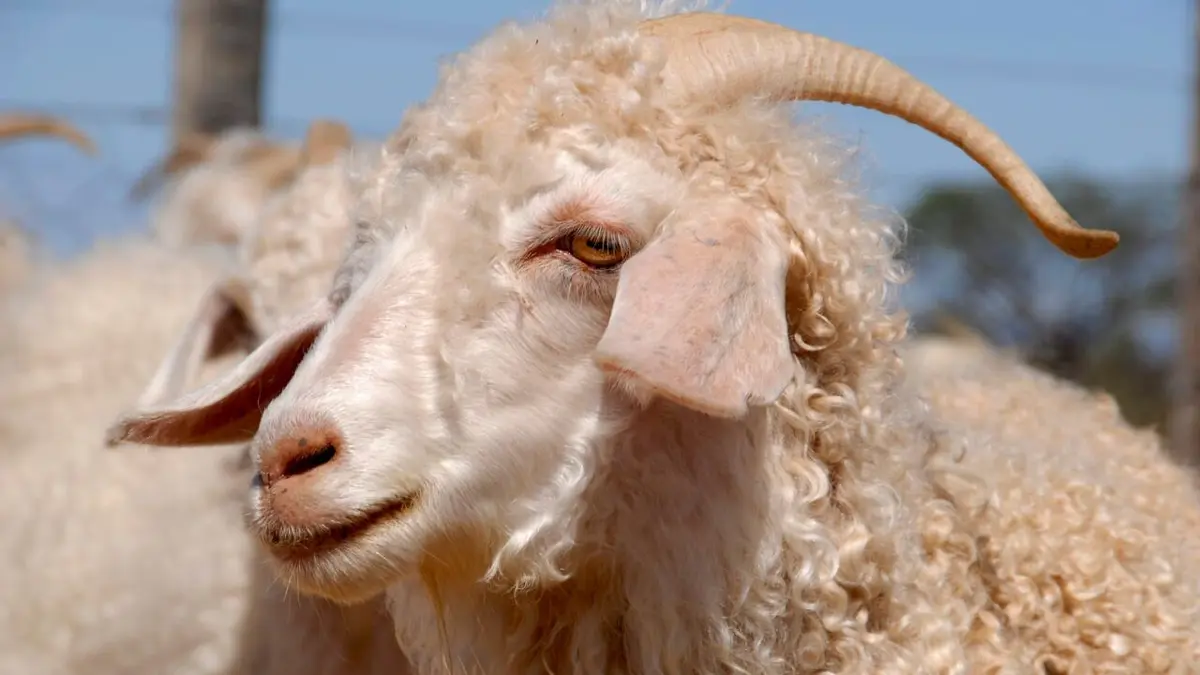 Mohair, toison de l'espoir