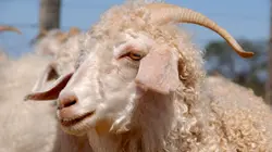 Mohair, toison de l'espoir