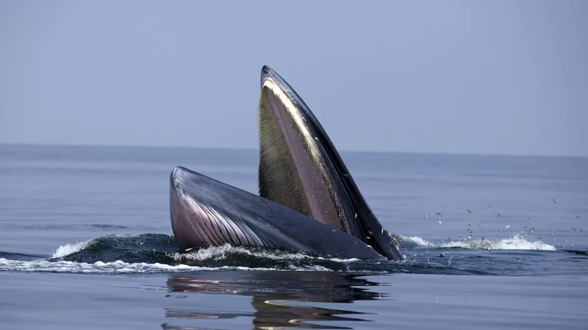 Visuel de Mon amie la baleine