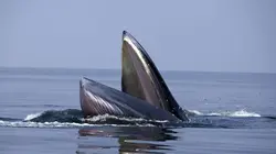 Visuel de Mon amie la baleine