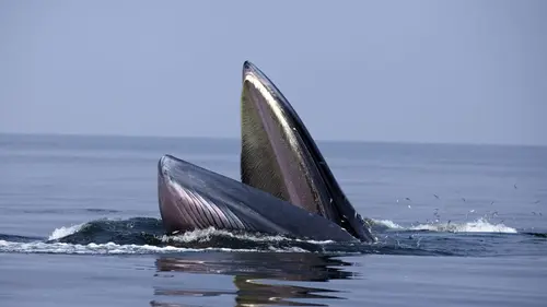 Mon amie la baleine