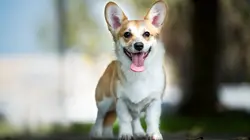 Mon animal fait la loi