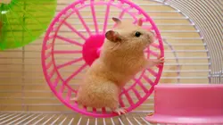 Mon animal fait la loi