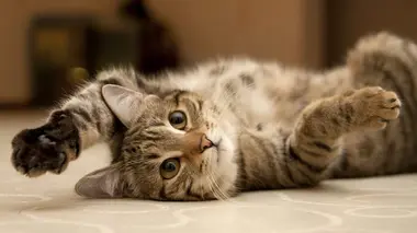 Popeye - Jeanette - Charly